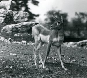 A Female Blackbuck at London Zoo by Frederick William Bond