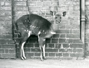 A Female Cape Bushbuck (Imbabala) Standing Against a Wall at London Zoo, October 1927 by Frederick William Bond