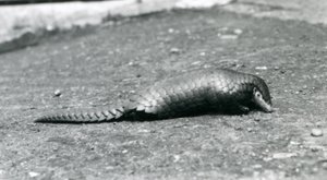 A female Chinese Pangolin at London Zoo in August 1925 by Frederick William Bond