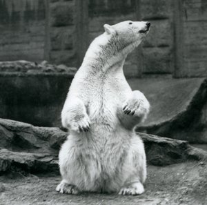 A female Polar Bear sitting on her haunches on the Mappin Terraces at London Zoo in September 1928 by Frederick William Bond