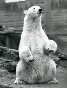 A female Polar Bear sitting on her haunches on the Mappin Terraces at London Zoo in September 1928 by Frederick William Bond