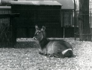 A female Waterbuck sitting in her enclosure at London Zoo, June 1924 by Frederick William Bond