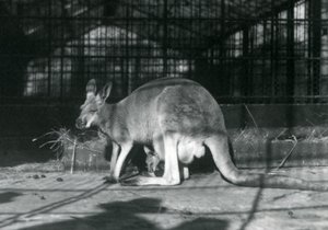Red Kangaroo with Joey at London Zoo, 1922 by Frederick William Bond