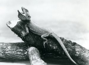 A gaping Bearded Dragon holding on to a log, London Zoo, August 1928 by Frederick William Bond