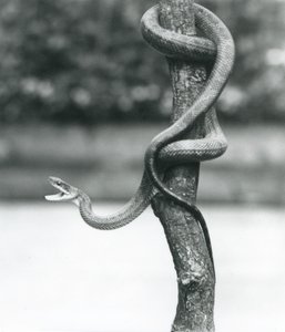 A Gaping Texas Rat Snake Coiled Around a Vertical Branch at London Zoo in August 1928