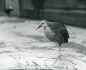 A Grey-Necked Wood Rail or Grey-Cowled Wood Rail (Aramides Cajaneus) Standing on One Leg at London Zoo by Frederick William Bond