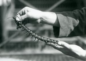 A keeper holding a Giant Centipede in his hands, London Zoo, 1927 by Frederick William Bond