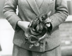A keeper holding a knot of young Royal or Ball Python at London Zoo in 1931 by Frederick William Bond