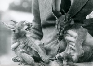 A keeper holding a pair of Caracal kittens on his lap, London Zoo by Frederick William Bond