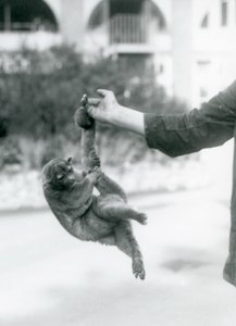 Kinkajou at London Zoo, September 1925 by Frederick William Bond