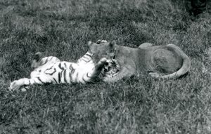 A lion and tiger cub wrestle on the grass, London Zoo, September 1925 by Frederick William Bond