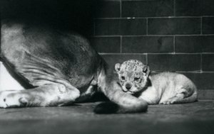 A lion cub lies down behind its mother