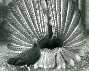 A male Argus Pheasant Great Argus courtship display, with a female standing beside him, London Zoo, January 1926 by Frederick William Bond