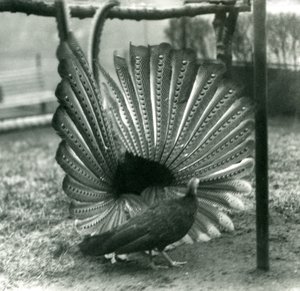 A male Argus Pheasant Great Argus courtship display, with a female standing beside him, London Zoo, January 1926 by Frederick William Bond