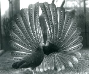 A male Argus Pheasant Great Argus courtship display, with a female standing beside him, London Zoo, January 1926 by Frederick William Bond
