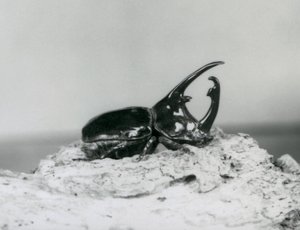 A Male Atlas Beetle Resting on Bark at London Zoo by Frederick William Bond
