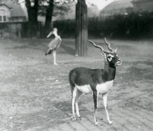 A male Blackbuck or Indian Antelope standing in a paddock at London Zoo, October 1926 by Frederick William Bond