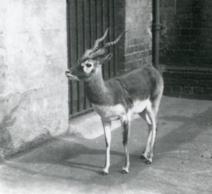 A male Blackbuck standing in its enclosure at London Zoo in June 1925 by Frederick William Bond