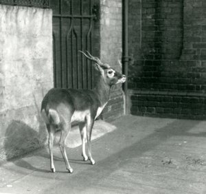 A male Blackbuck standing in its enclosure at London Zoo in June 1925 by Frederick William Bond