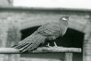 A male Grey Peacock Pheasant standing on his perch at London Zoo in 1931 by Frederick William Bond