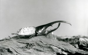 A Male Hercules Beetle Resting on Bark at London Zoo by Frederick William Bond