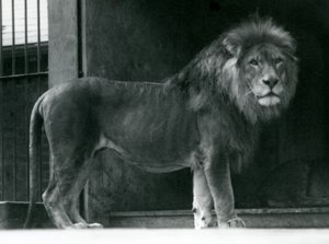 A male Lion at London Zoo, June 1924 by Frederick William Bond