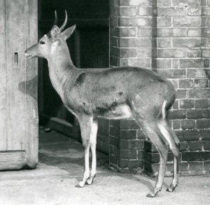 A Male Southern Common Reedbuck or Reitbok Standing by the Door of the Antelope House, London Zoo by Frederick William Bond
