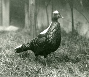 A male Swinhoes Pheasant at London Zoo, September 1923 by Frederick William Bond
