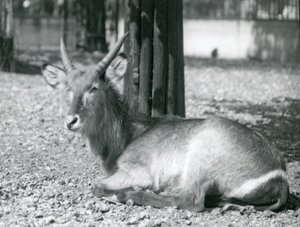 A Male Waterbuck, Kobus Ellipsiprymnus, Sitting in His Enclosure at London Zoo, 1920s by Frederick William Bond