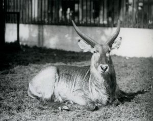 A Male Waterbuck Lying on the Grass in His Paddock at London Zoo in 1928 by Frederick William Bond