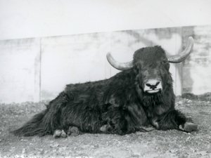 A Male Yak Lying in His Enclosure at London Zoo in 1928 by Frederick William Bond