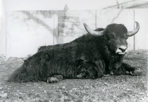 A male Yak lying in his enclosure at London Zoo in August 1928 by Frederick William Bond