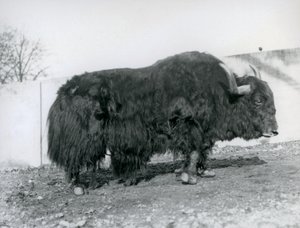 A male yak standing in his paddock at London Zoo in 1928 by Frederick William Bond