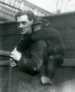A Man Carries Chimpanzee Sally on His Back, London Zoo, 1924 by Frederick William Bond