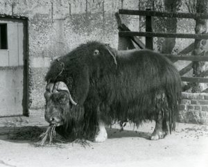 A mature bull Muskox standing, eating in his paddock at London Zoo in 1931