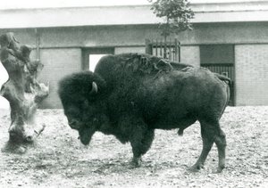 A near threatened American Bison bull standing in his paddock, London Zoo, 1927 by Frederick William Bond