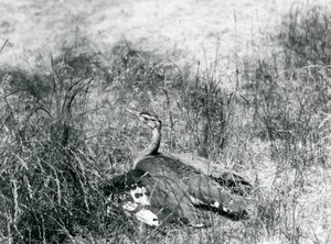 Arabian Bustard at London Zoo, July 1925 by Frederick William Bond
