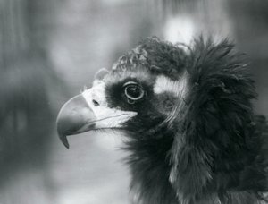 A near threatened Eurasian Black Vulture at London Zoo