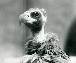 A near threatened Eurasian Black Vulture at London Zoo