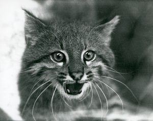 A near threatened Pampas Cat/Pantanal Cat/Colocolo at London Zoo in 1929