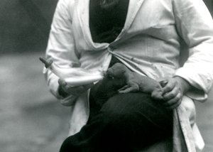 A newborn Lion cub being bottle-fed by its keeper, London Zoo, 1923 by Frederick William Bond