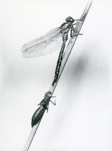 A newly emerged Golden-ringed Dragonfly rests on a reed above its empty larval shell, or exuvia, London Zoo, 1925