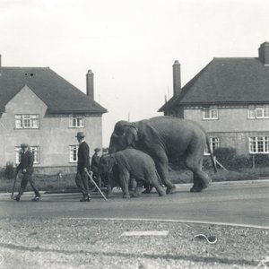 A Pair of Indian Elephants Walking from Tilbury to ZSL Whipsnade