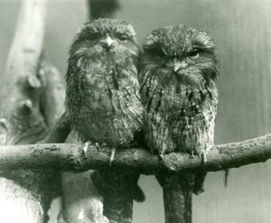 A pair of Tawny Frogmouths sitting on a branch at London Zoo