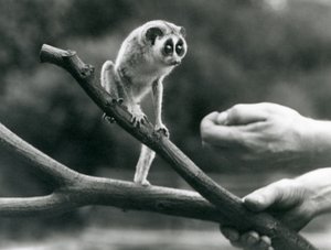 Slender Loris at London Zoo, August 1926 by Frederick William Bond