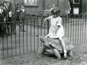 A small girl, Betty, holds out a stick with an apple on the end to lead the Giant Tortoise she is riding, London Zoo, 1924 by Frederick William Bond