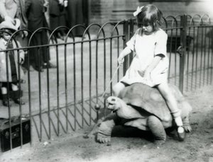 A small girl, Betty, holds out a stick with an apple on the end to lead the Giant Tortoise she is riding, London Zoo, 1924 by Frederick William Bond