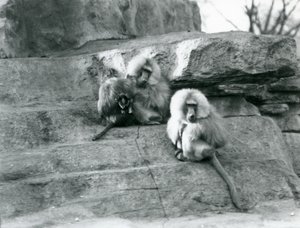A small group of three adult and one baby Sacred Baboons among the rocks of 