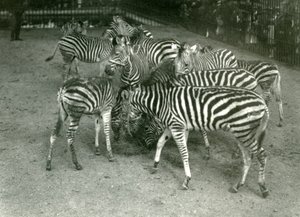 A Small Herd of Chapman’s Zebra, Including Young, London Zoo in 1923 by Frederick William Bond