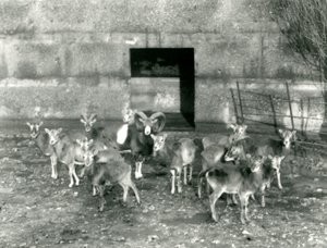 A Small Herd of Mouflon at London Zoo in November 1926 by Frederick William Bond